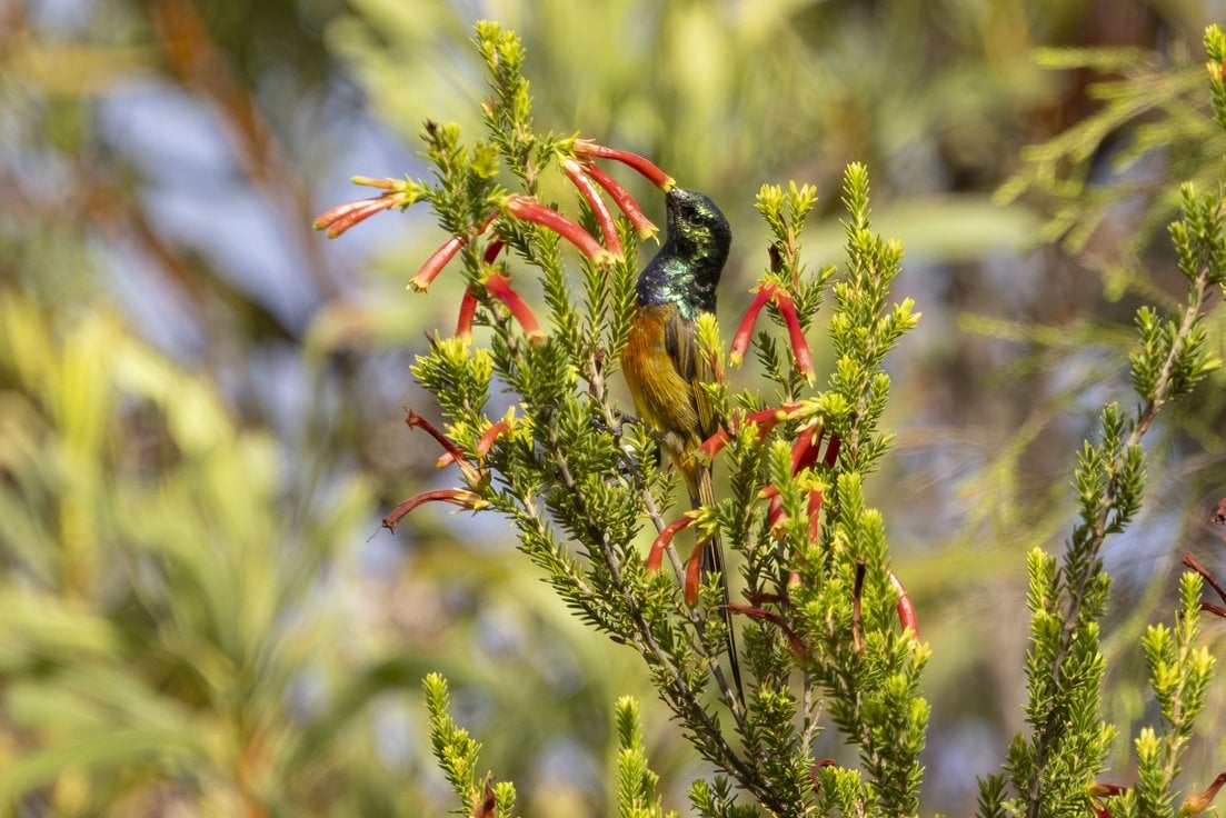 An Orange-breasted Sunbird feeding at erica/fynbos flowers.