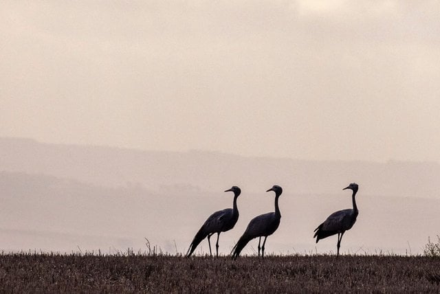 Three Blue Cranes silhouetted on a ridge at dawn/dusk with hazy hills.