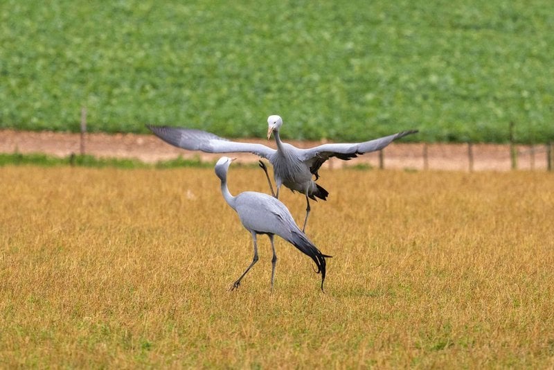 Two Blue Cranes interacting/dancing in a harvested field (small image).