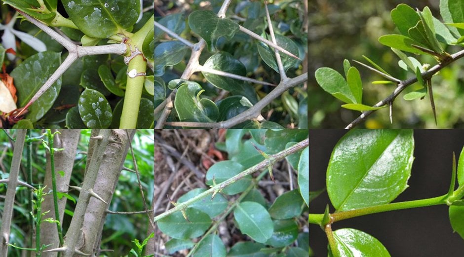 A six-panel composite close-up of thorny/spiny branches and foliage of indigenous shrubs.