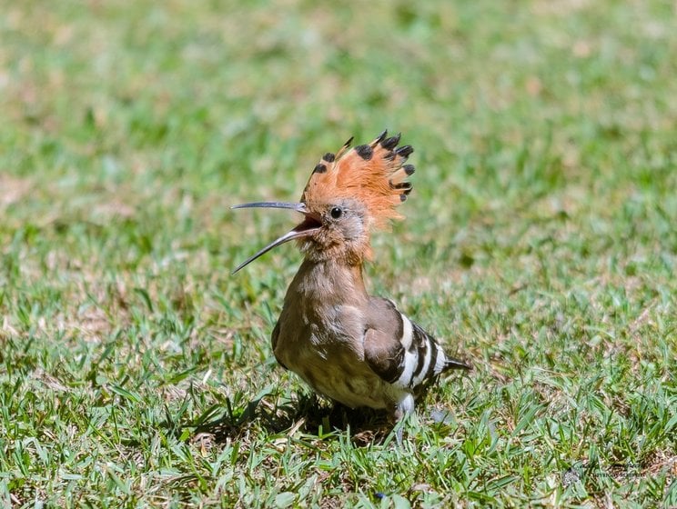 An African Hoopoe on a lawn with crest raised.