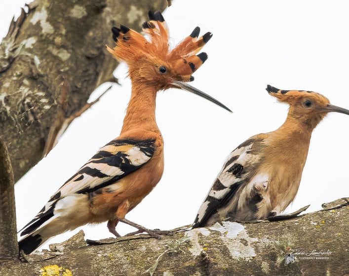 Two African Hoopoes on a branch, one with its cinnamon crest fully raised.