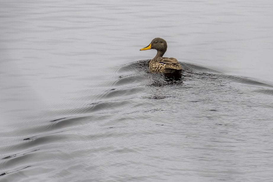 A yellow-billed duck swimming, leaving a wake.