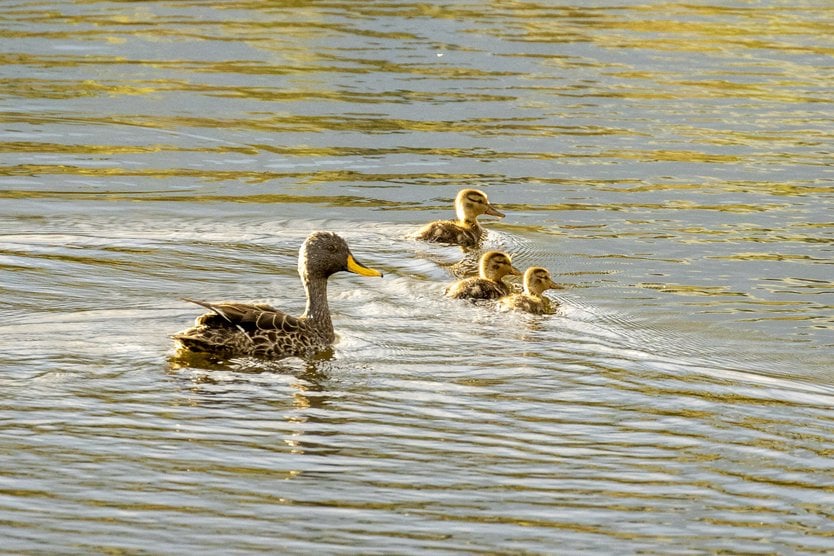 A duck with several ducklings swimming together.