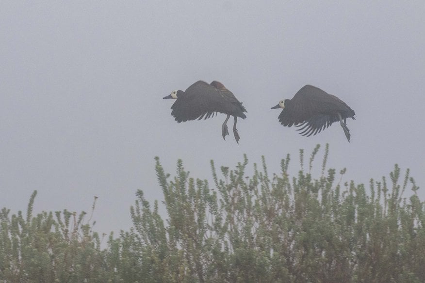 Two grey herons in flight over misty fynbos.