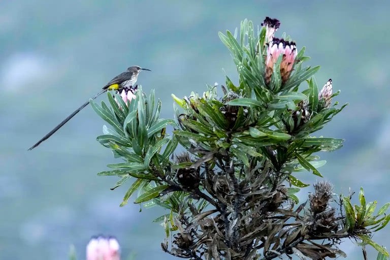 Two birds (sugarbird/sunbird type) perched on a protea bush.