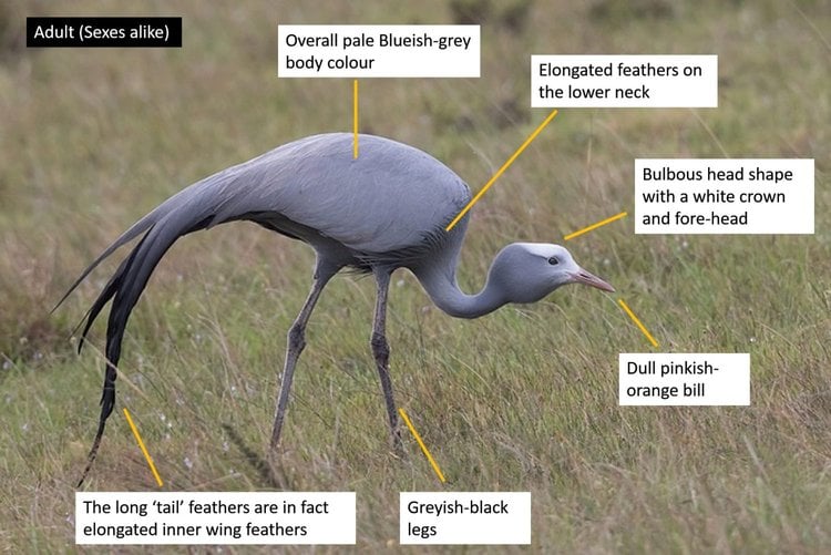 Annotated ID diagram of an adult Blue Crane labelling crest, bustle feathers, neck, legs etc.