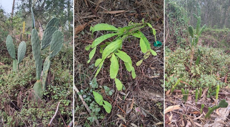 Three field photos of opuntoid cacti / segments growing among fynbos and leaf litter.