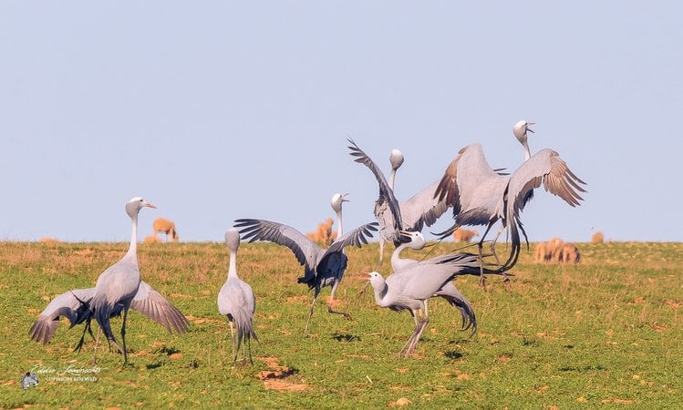 A group of Blue Cranes displaying/dancing in an open field with sheep behind.