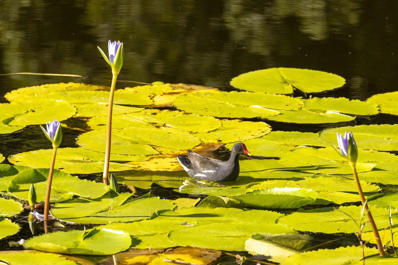A Common Moorhen swimming among water lilies in flower.