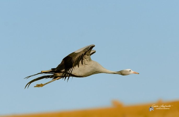 Blue Crane in flight against a blue sky.