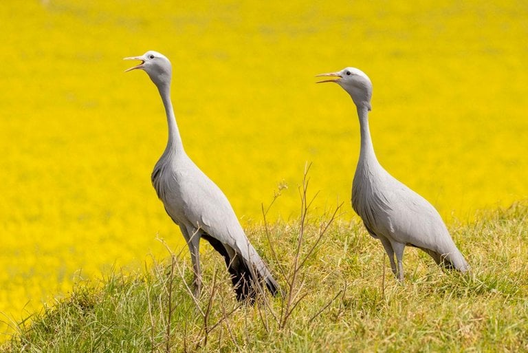 Photo by Dirk Uys