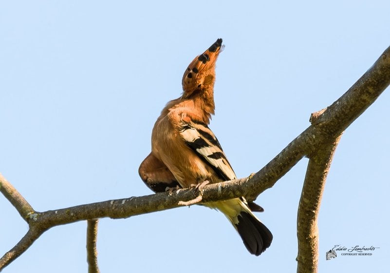 An African Hoopoe perched on a branch with its head/bill raised, crest partly visible, against blue sky.