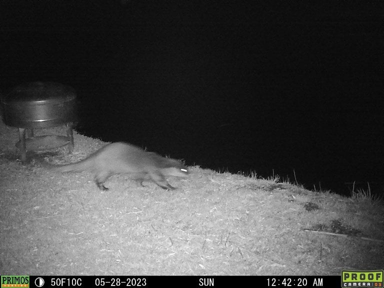 Black-and-white night camera-trap image of an otter on a grassy bank near what looks like a feeder/structure (Primos trail-cam).