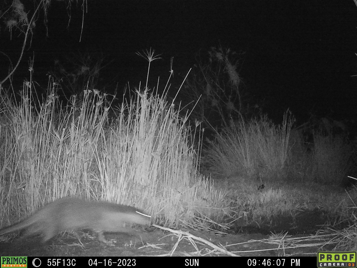 Black-and-white night camera-trap image of an otter walking through reeds beside a river (Primos trail-cam timestamp).