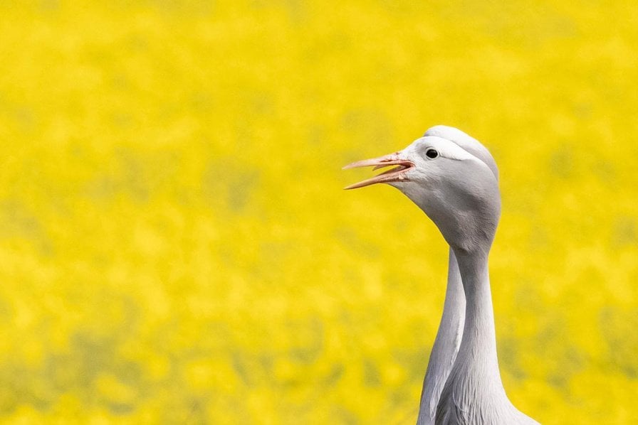 Head-and-neck portrait of a Blue Crane calling, against a yellow canola field.