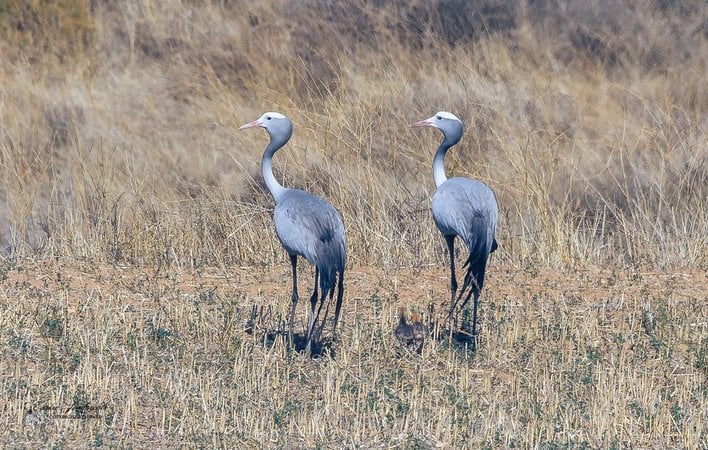 Two Blue Cranes standing in dry grassland (small image).