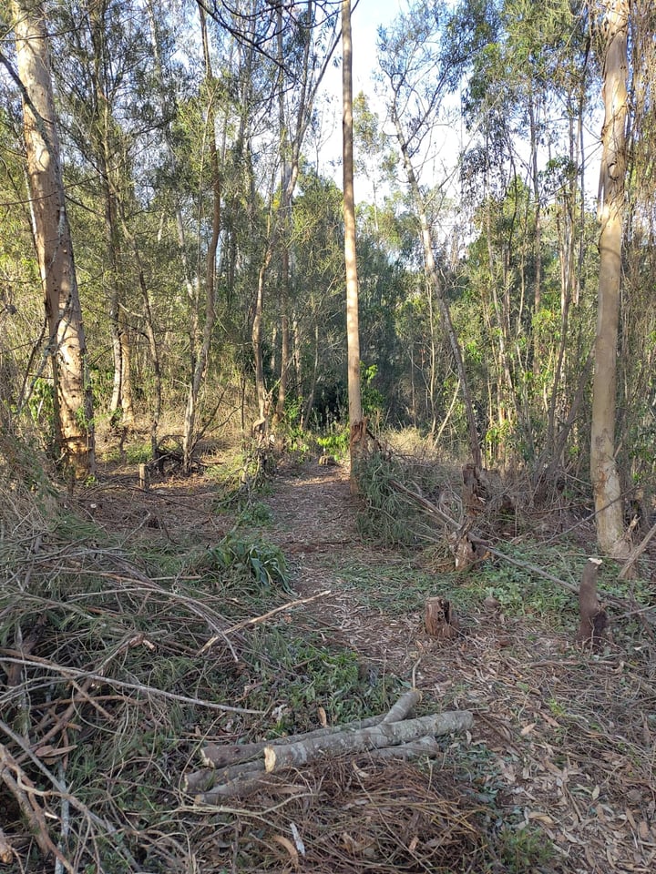 Cleared woodland track lined with stacked cut alien branches.