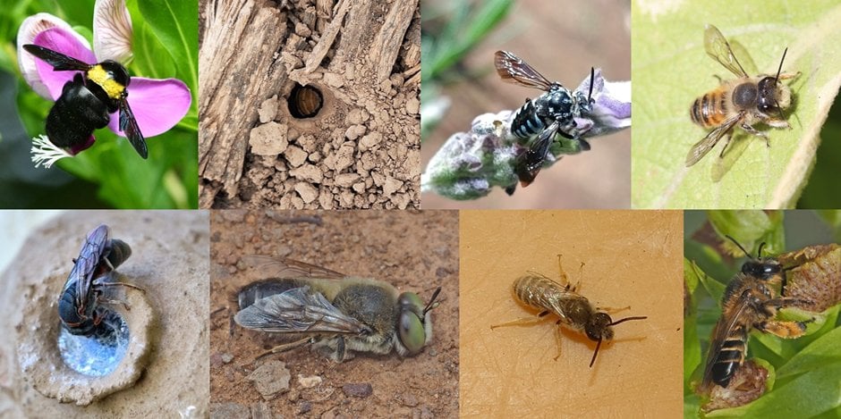 A composite grid of 8 photographs of different solitary/wild bees (carpenter bee on flower, digger bee, cuckoo bee, leafcutter bee, plasterer bee, sand bee, sweat bee, oil-collecting bee) — the bee-diversity figure.