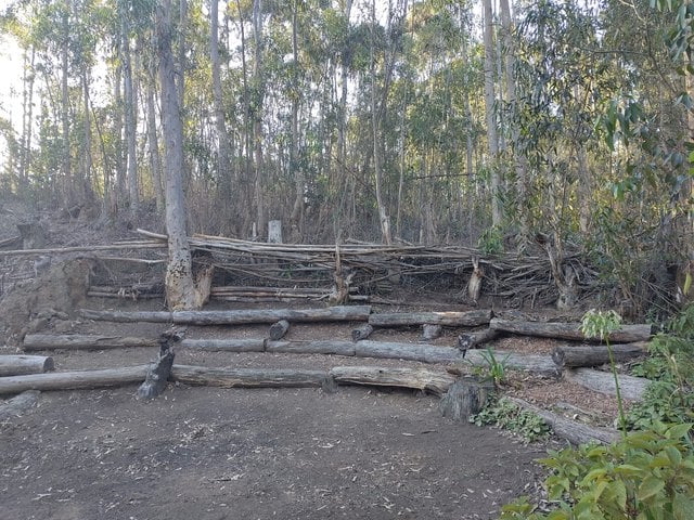 A cleared, terraced/amphitheatre-like area with stacked logs in eucalyptus woodland.