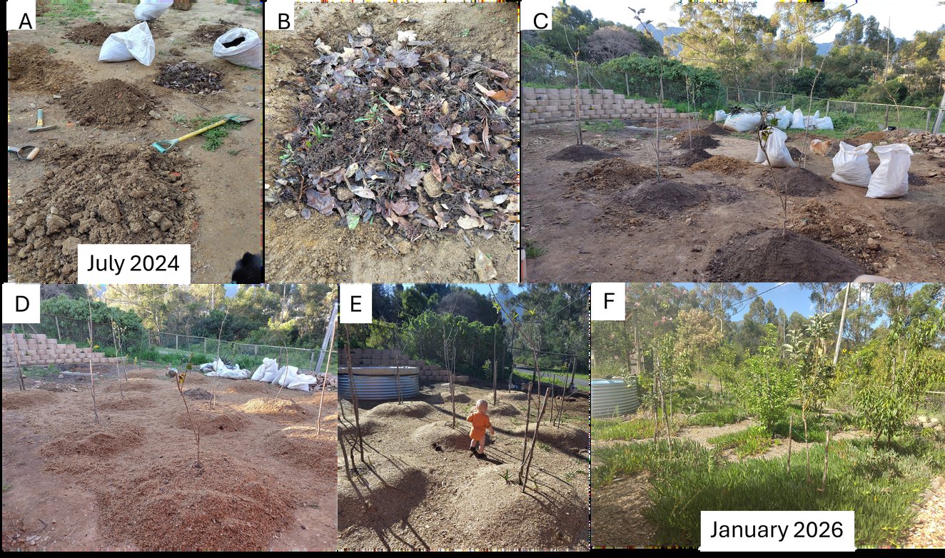 A six-panel labelled composite (A–F) of an orchard mound-planting process from July 2024 to January 2026: loosening soil, organic fill, mound building, planting, woodchips, and flourishing trees.