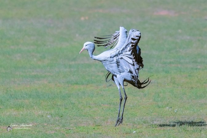 Blue Crane in a display/dancing posture with wings raised on grass.