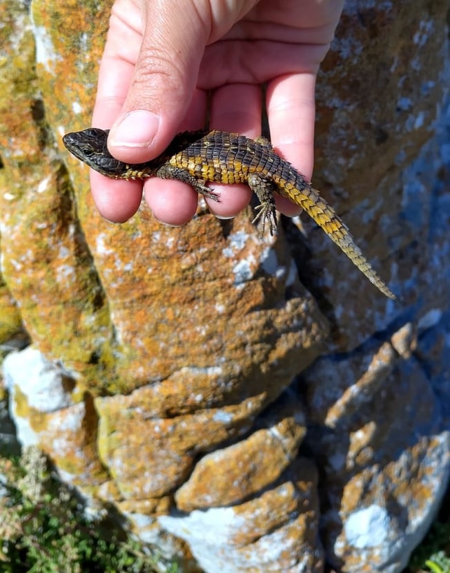 A Cape Girdled Lizard (dark with orange/yellow flanks) held in a hand against lichen-covered rock.