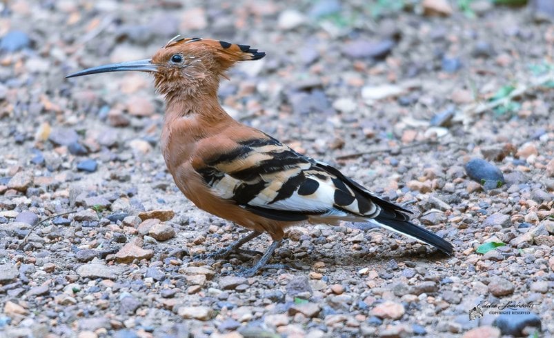 An African Hoopoe foraging on gravelly ground, barred black-and-white wings visible.