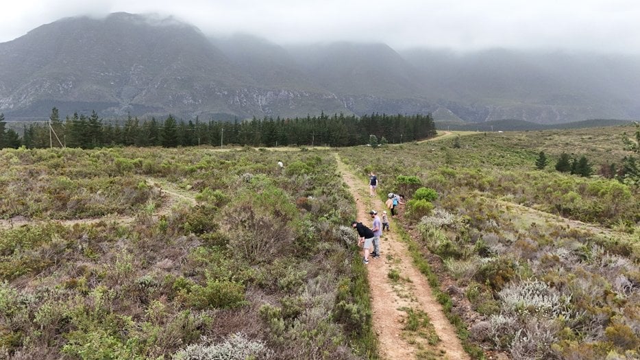 Aerial/drone photo of two people walking a sandy track through low fynbos shrubland under overcast skies, with the Langeberg foothills behind.
