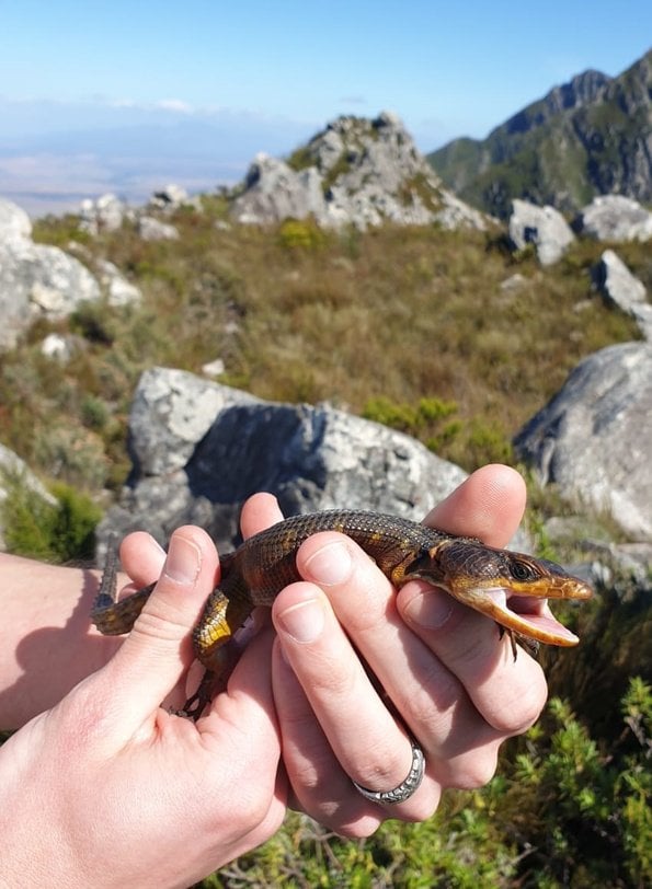 A large brownish crag/girdled lizard held in two hands with mouth open, mountain panorama behind.