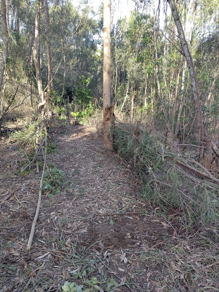 A cleared path through eucalyptus/wattle woodland with cut stems and stripped tree trunks.