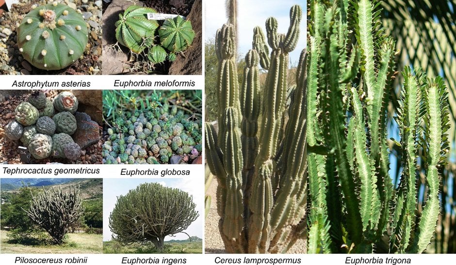 Comparison grid of cacti vs euphorbias (Astrophytum asterias, Euphorbia meloformis, Tephrocactus geometricus, Euphorbia globosa, Pilosocereus robnii, Euphorbia ingens, Cereus tetragonus, Euphorbia trigona) showing similar growth forms.