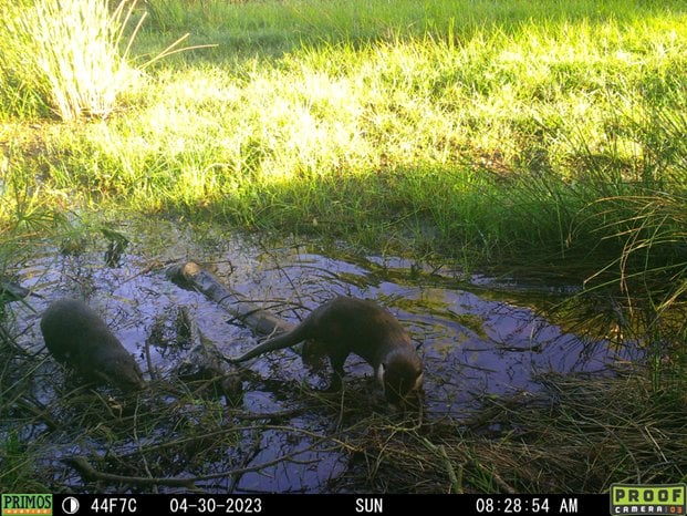Daytime trail-cam thumbnail of animal(s) on a flat rock/grass beside water (small, low-res otter sighting).
