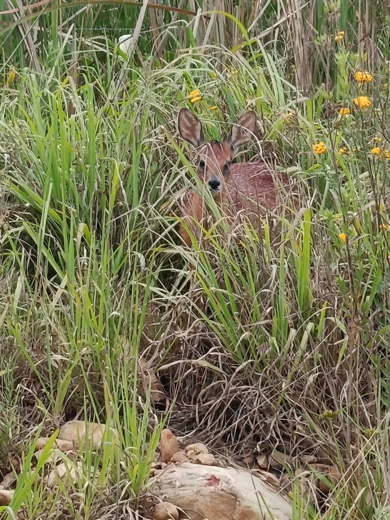 A reddish-brown Cape Grysbok partly hidden in tall grass and yellow daisies, looking at the camera.