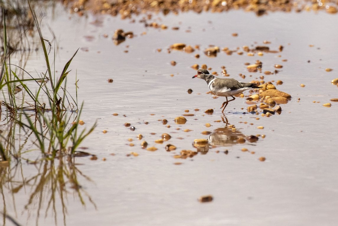 A small wader/plover (Three-banded plover type) feeding at the water's edge among autumn leaves.
