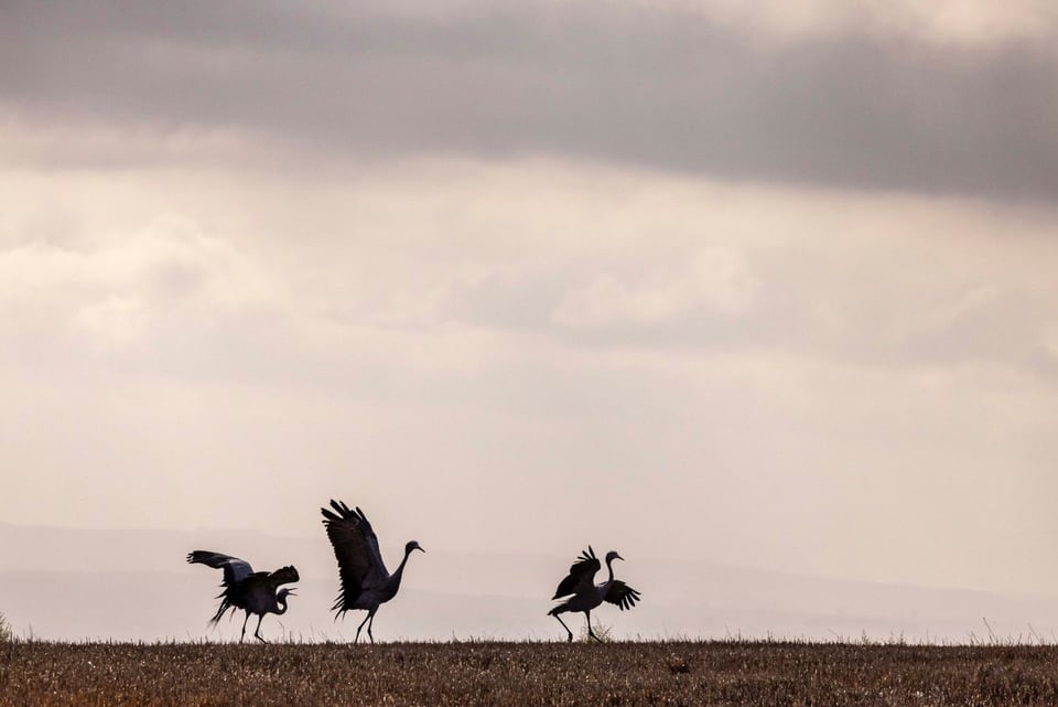 Silhouettes of Blue Cranes leaping/dancing against an overcast sky.