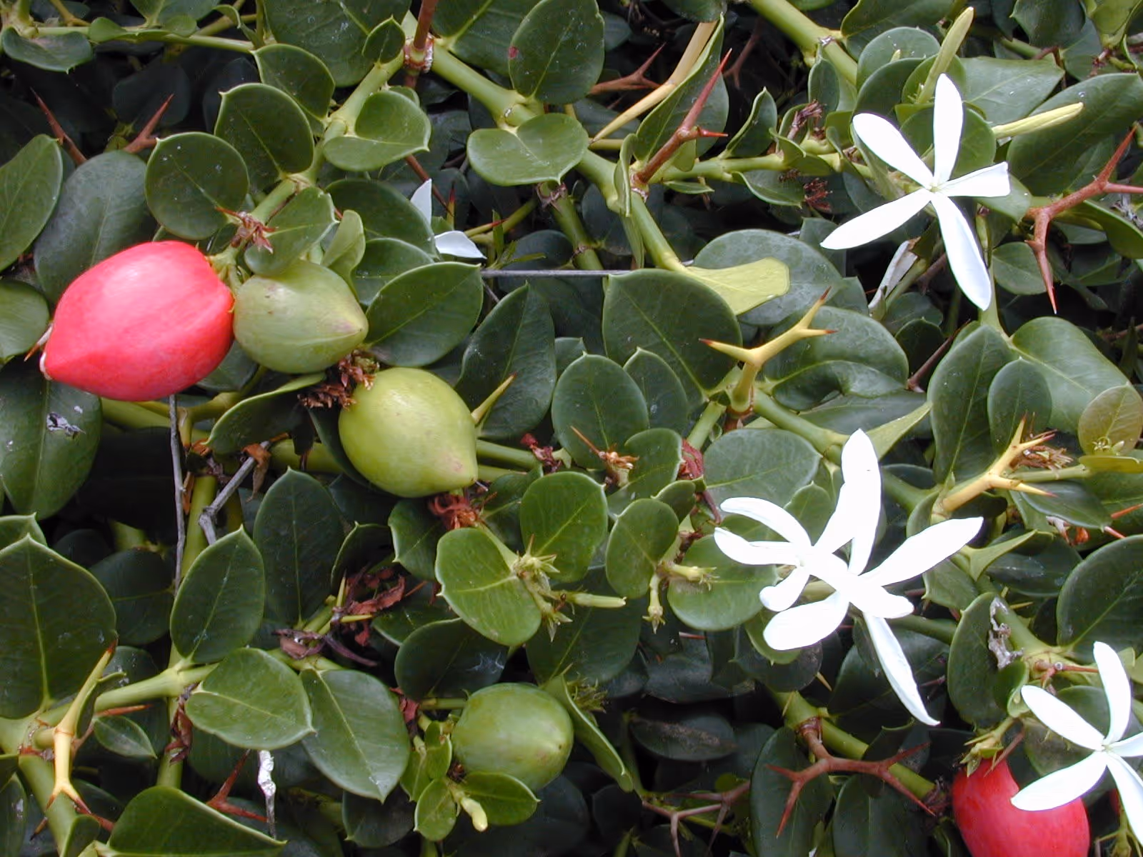 Carissa macrocarpa