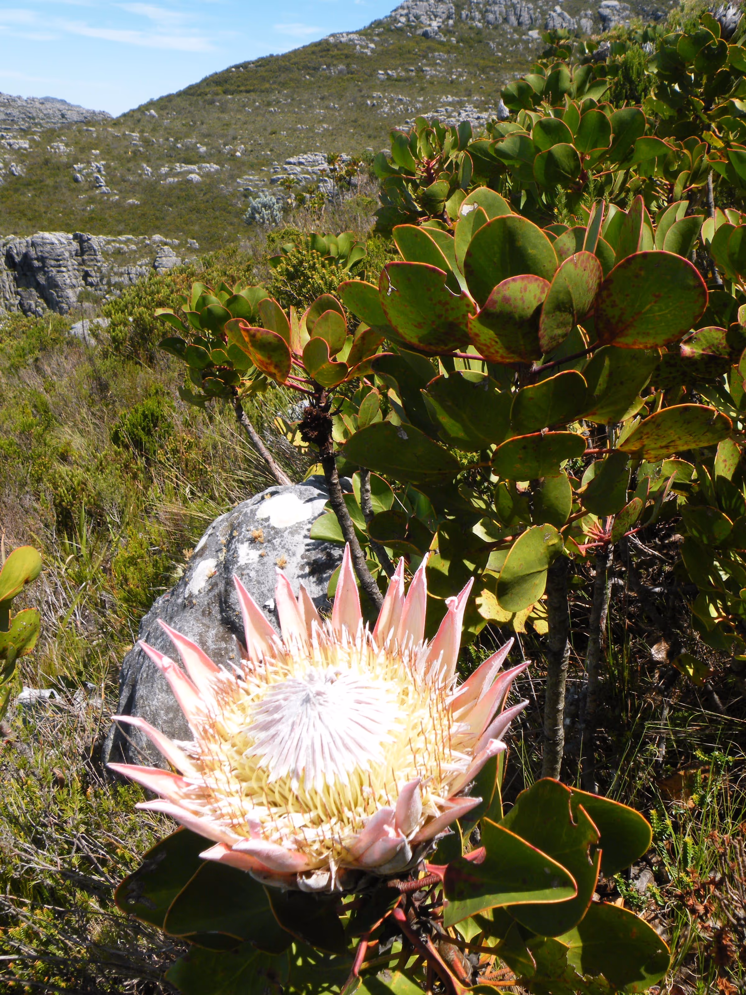 Protea cynaroides