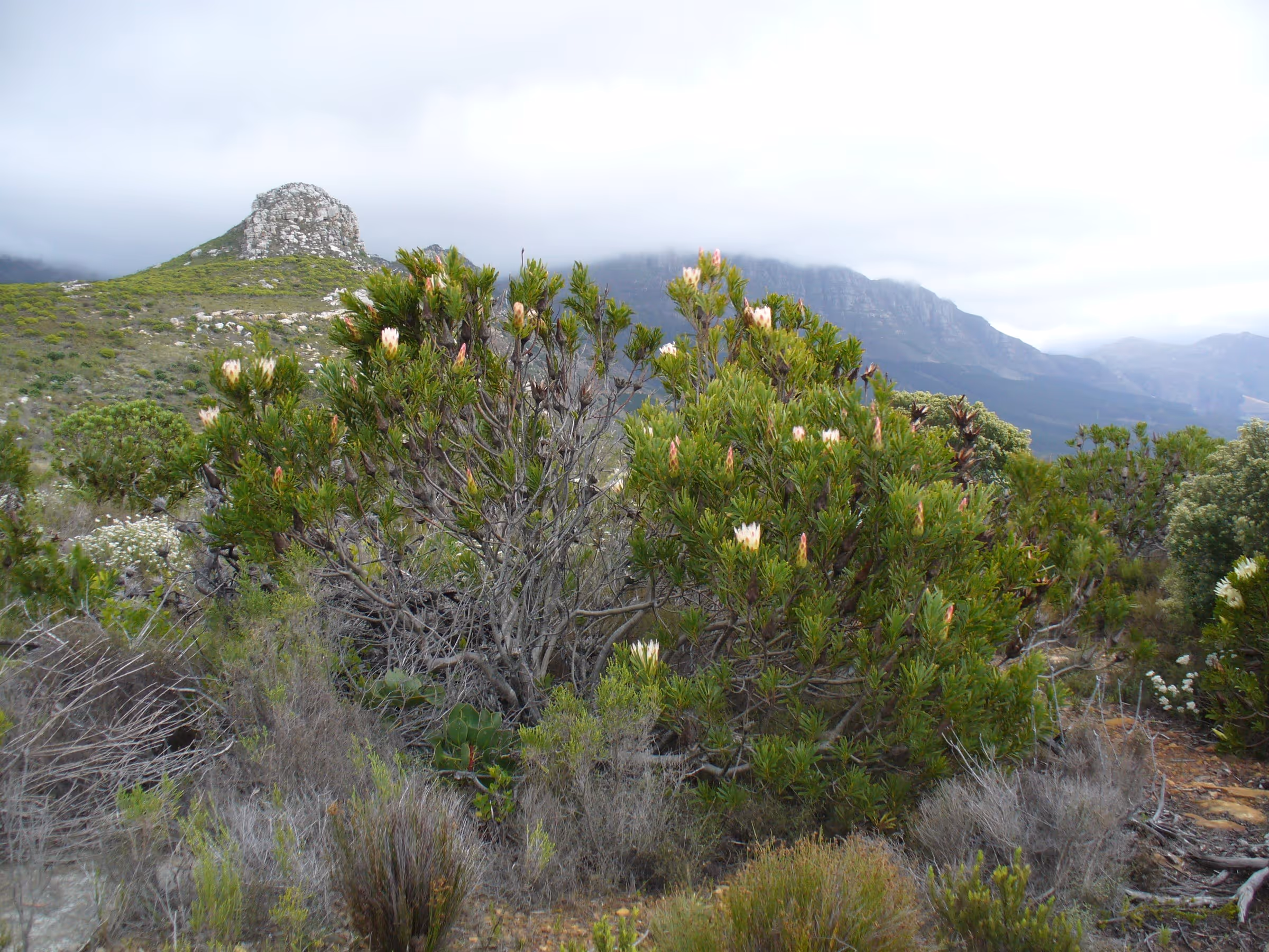 Protea