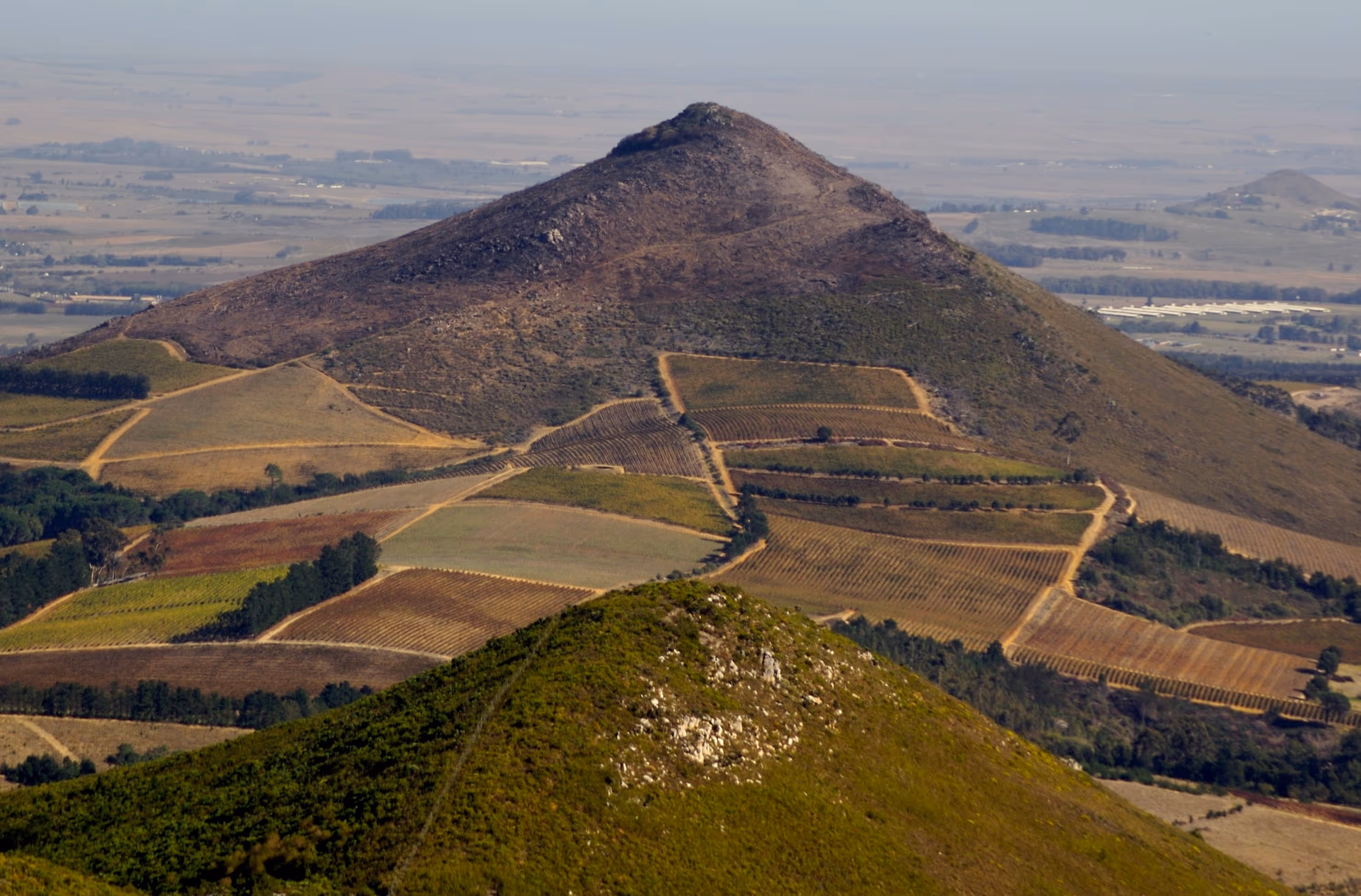 Renosterveld