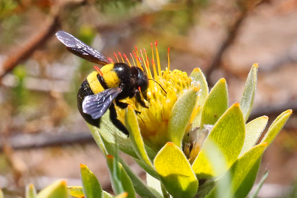 Xylocopa caffra